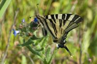 Iphiclides podalirius