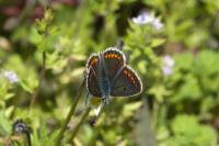 Aricia agestis