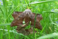 Laothoe populi
