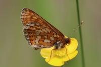 Euphydryas aurinia