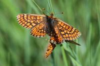 Euphydryas aurinia