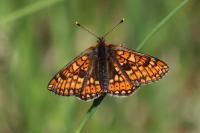 Euphydryas aurinia