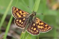 Carterocephalus palaemon