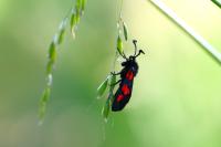 Zygaena trifolii