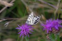 Melanargia galathea