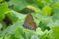 Satyrium ilicis