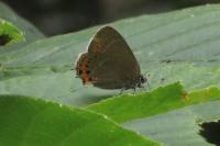 Satyrium pruni