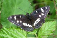 Limenitis reducta