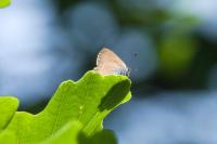 Satyrium ilicis
