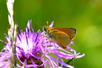 Thymelicus sylvestris