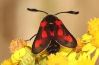 Zygaena sarpedon