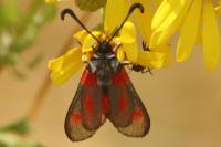 Zygaena sarpedon
