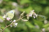 Pieris rapae