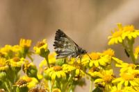 Carcharodus alceae