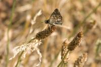 Carcharodus alceae