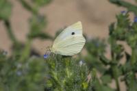 Pieris rapae