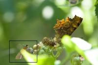Satyrium w-album