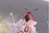 Zygaena sarpedon