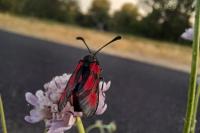 Zygaena sarpedon