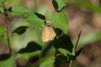 Erynnis tages