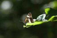 Limenitis camilla