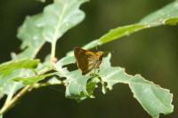 Ochlodes sylvanus