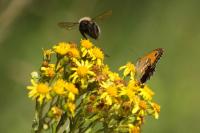 Pyronia tithonus