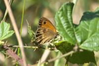 Pyronia tithonus