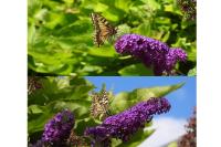 Papilio machaon