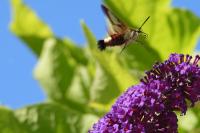 Hemaris fuciformis