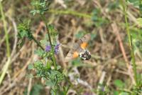 Macroglossum stellatarum