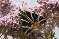 Euplagia quadripunctaria