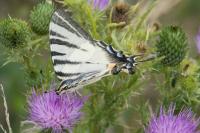 Iphiclides podalirius