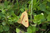 Diacrisia sannio