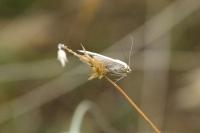 Sitochroa palealis