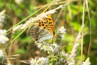 Argynnis paphia