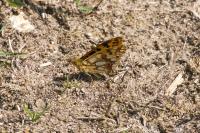 Issoria lathonia