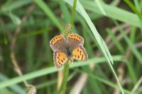 Lycaena phlaeas