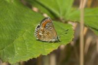 Aricia agestis