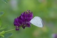 Celastrina argiolus