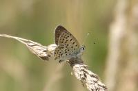 Lycaena tityrus