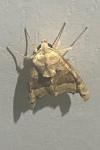 Phlogophora meticulosa