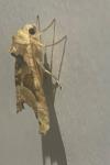 Phlogophora meticulosa
