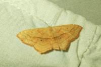 Scopula imitaria