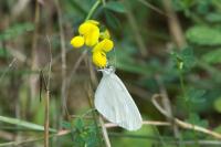 Leptidea sinapis
