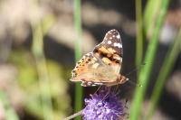 Vanessa cardui