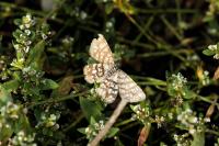 Chiasmia clathrata