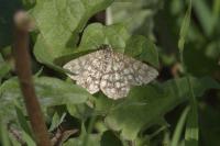 Chiasmia clathrata