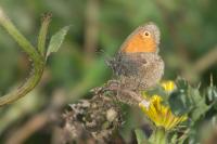 Coenonympha pamphilus