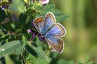 Polyommatus icarus